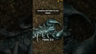 Interesting Facts About Scorpion #6 #shorts