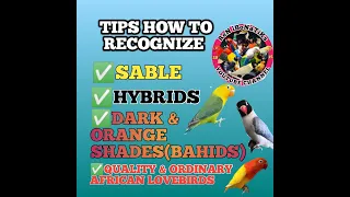 TIPS HOW TO RECOGNIZE SABLE/HYBRIDS/ BAHIDS/ QUALITY & ORDINARY AFRICAN LOVEBIRDS PHYSICALLY