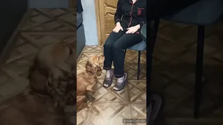 Дрессировка кокер -спаниеля Бэки 🐶