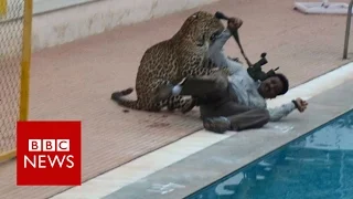 Indian leopard on the loose ... again - BBC News