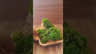 Making of tabletop Terrarium using naturally occuring Green Moss. Creating Hillstations, Mountains.