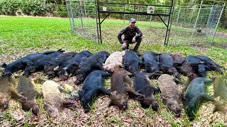 35 Hogs Removed From One Neighborhood!