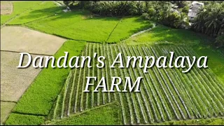 DANDAN'S AMPALAYA FARM (from Planting to Harvesting)