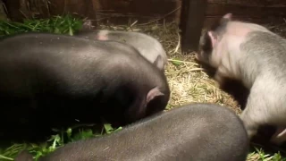 Первый день прикорма поросят - сосунков вьетнамской мраморной свиньи