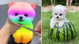 Cute Pomeranian Puppies Doing Funny Things 2024 - Cute and Funny Dogs - Boxfun TV