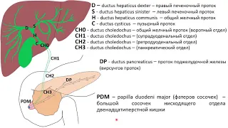 Ультразвуковая анатомия желчного пузыря и желчевыводящих путей 2019