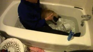 Cat goes crazy in bath, buddy