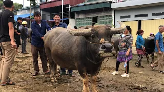 SPECIAL BUFFALO PRICE LAST WEEK - MOUNTAINOUS / BAC HA CATTLE MARKET