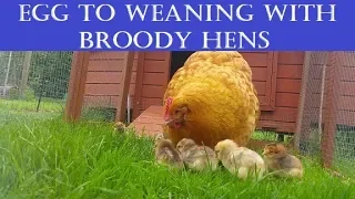 Chicks & Broody Hens: Hatch to Independence