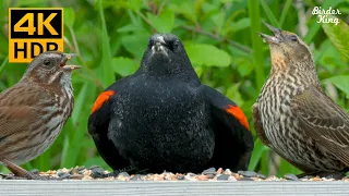 Cat TV for Cats to Watch 4K😺8 Hours📺Birds🐦Chicks🐦Pigeons by the River😺Baby Canada Geese