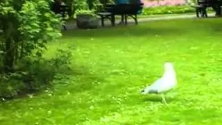 Seagull Eats a Live Bird