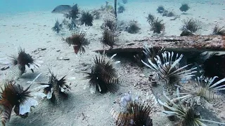 Divers Fight the Invasive Lionfish | National Geographic