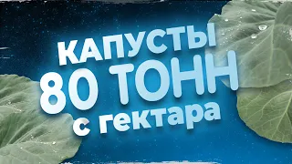 КАПУСТЫ 80 ТОНН С ГЕКТАРА