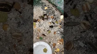 Live feeding of my messor structor colony part 2