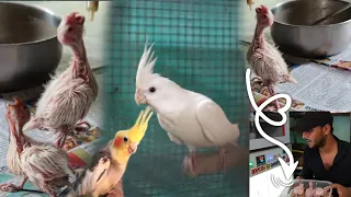Feeding Home-Made hand feeding Food To Cockatiel's Chicks || Healthy Food For Baby Birds.