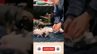 Baby pig meeting puppy/dog first time 🐷🐶🐕🐖😂😂
