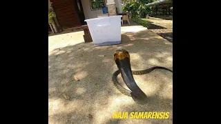 MAMAW AT MABAGSIK NA SAMAR COBRA! #banakon #cobra #kingcobra #davaocity #cobrarescue #davaocity