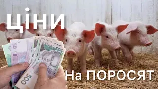 ЩО…❓ЦІНА на Малих ПОРОСЯТ, ПАДАЄ❓