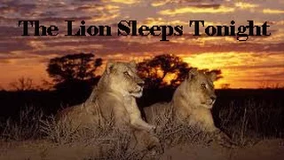 Robert John - The Lion Sleeps Tonight