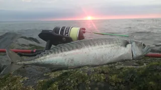 MACKEREL MAYHEM IN EASTBOURNE | lure fishing for mackerel while targeting bass (UK SEA FISHING)