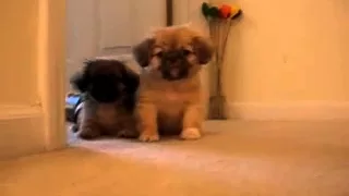 Too cute Pekingese Puppies talking