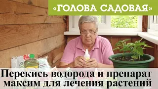 Голова садовая - Перекись водорода и препарат максим для лечения растений