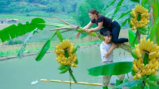 Sang Vy's Farm Life Banana Harvest, Duckling Care & Cooking Together