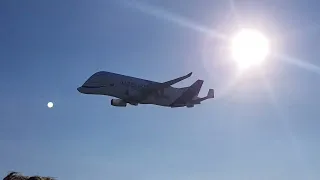 Airbus Beluga XL Whale fly by at Bristol Airport (BRS) (Airside) First Visit (14/2/2019)