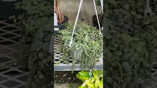 🤌🏼🤌🏼 Perfection- String of Turtles Wishlist Plant