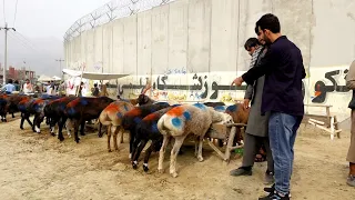 Animals for Qurbani and the prices in Tank e Logar / نرخ حیوانات قربانی در تانک لوگر