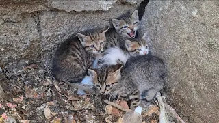 Poor Kittens are so scared because they are thrown out on the street.