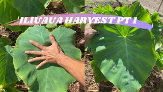 ʻIliuaua Harvest Part 1