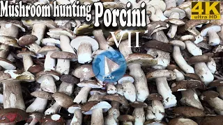 Mushroom hunting porcini, penny bun, cep 7 - 2021 - Ultra Hd UHD 4K video