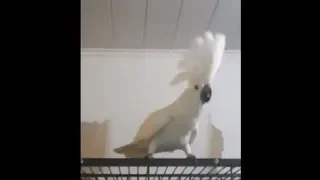 Umbrella Cockatoo Dancing To His Favorite Song