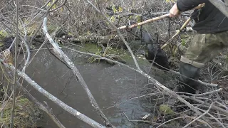 Ставлю и проверяю капканы на бобра. Удача. Beaver Hunting