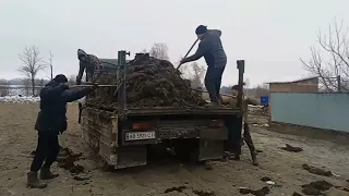 Возили чорне золото 🥇гній перегній а знайшли срібло!! зіл-130