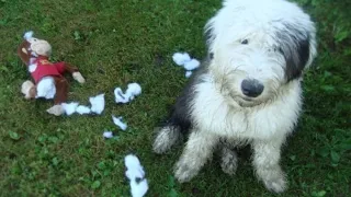 What to expect when expecting...┃... an old english sheepdog┃Ed&Mel