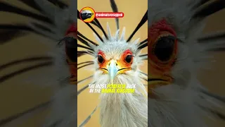 Secretary Bird | Modern Day Velociraptor!