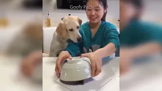 Cat Reaction to Cutting Cake   Funny Dog Cake Reaction Compilation 2022