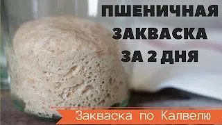 САМАЯ БЫСТРАЯ ПШЕНИЧНАЯ ЗАКВАСКА по Калвелю за 2,5 дня или 60 часов //  РЕЦЕПТ РАЙМОНДА КАЛВЕЛЯ