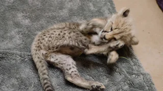 Pawsitively Adorable Cheetah Cub Thriving at San Diego Zoo Safari Park