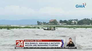 24 Oras: Mga bangus, nakawala matapos masira ang maraming fishpond