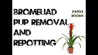 Bromeliad Pup Removal and Repotting