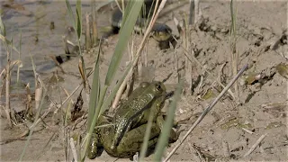 Grass snake attacks a frog that has caught a dragonfly / Ringelnatter greift Frosch mit Libelle an