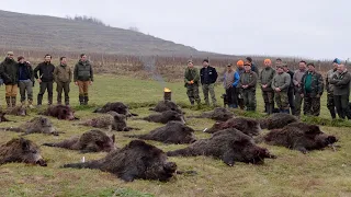 Wild boar hunting Romania - Best shots compilation; Schwarzwild Treibjagd - Beste Momente Rumänien
