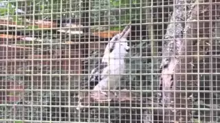 Lachender Hans - Martin-chasseur géant - Kookaburra