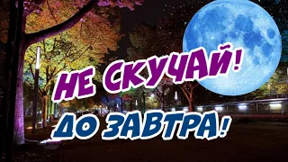 До завтра! Не скучай! Волшебных снов!