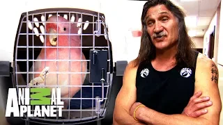 Los pacientes más peculiares de Dr. Jeff | Dr. Jeff, Veterinario | Animal Planet