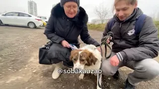 Том из приюта «Щербинка» уезжает домой! Проект помощи @sobakauzao