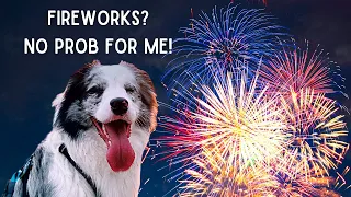 6 Ways to Prepare Your Dog for FIREWORKS / STORM! (how to keep them CALM & SAFE New Year's Eve)